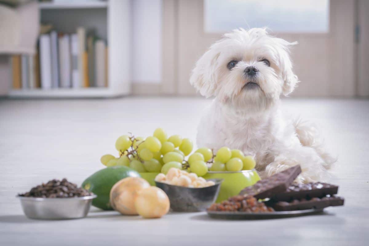 Can Dogs Eat Grapes? cover