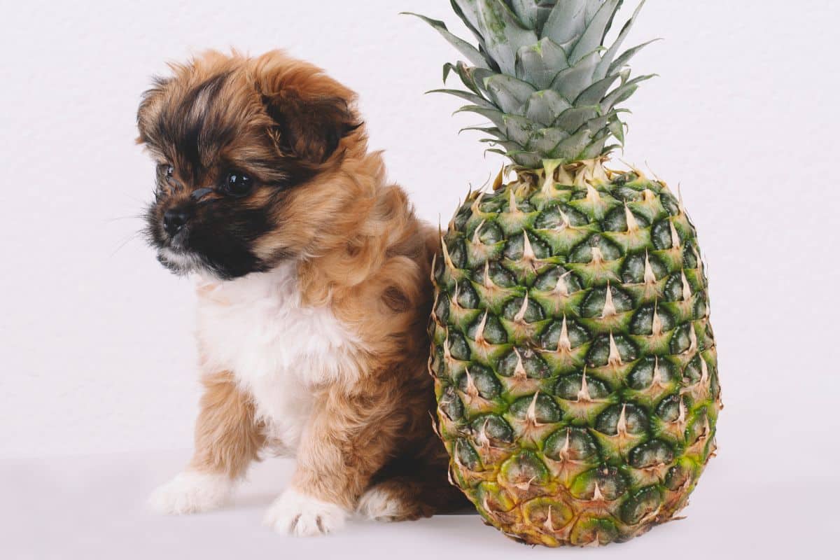 Can Dogs Eat Pineapple