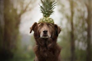 Can Dogs Eat Pineapple?