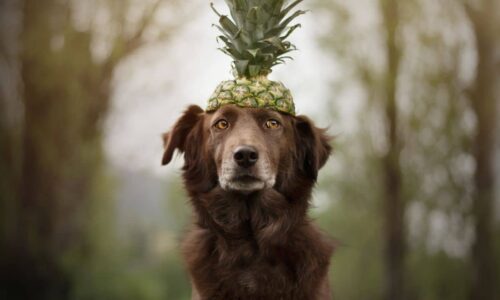 Can Dogs Eat Pineapple