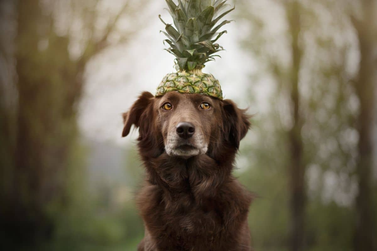 Can Dogs Eat Pineapple? cover