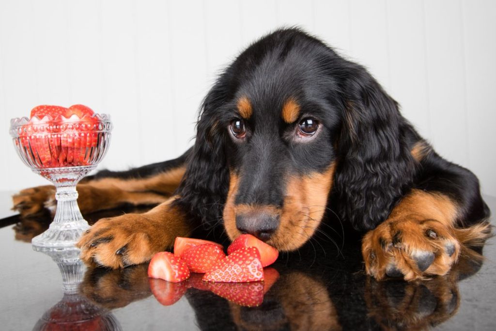 Stunning Can Dogs Eat Strawberries image