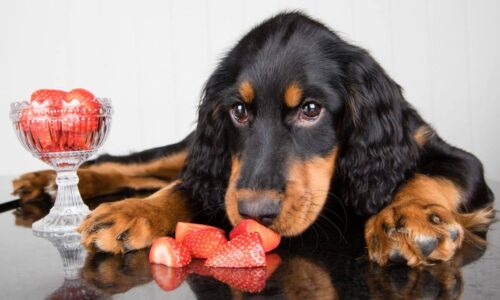 Can Dogs Eat Strawberries