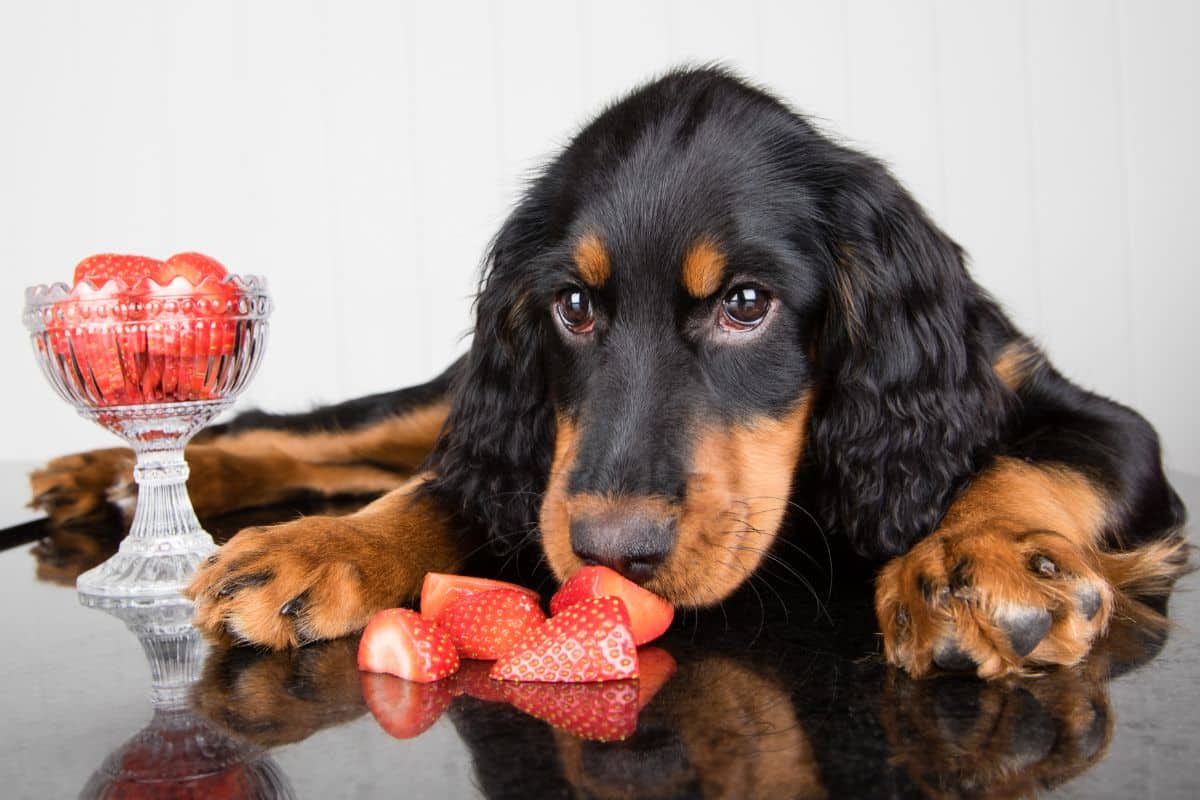 Can Dogs Eat Strawberries? cover