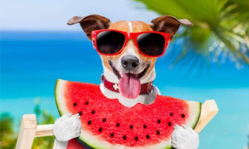 Can Dogs Eat Watermelon