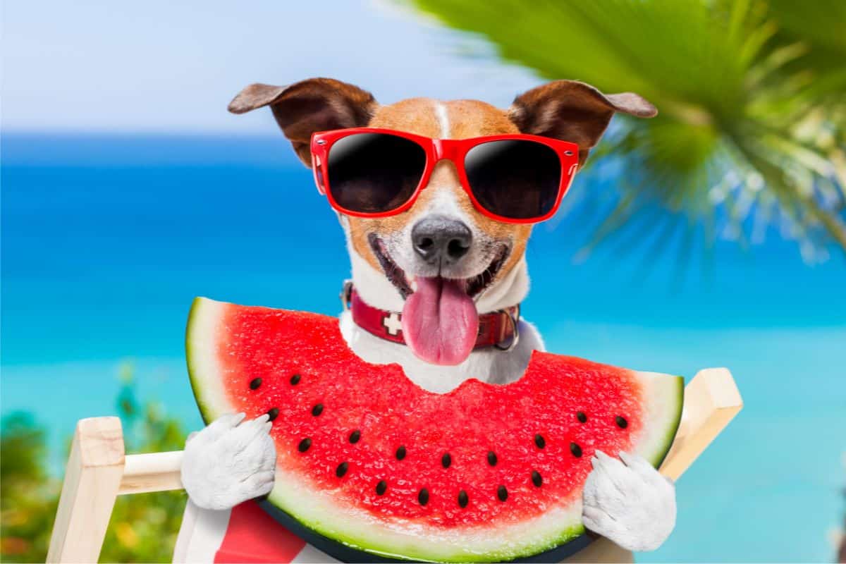 Can Dogs Eat Watermelon? cover
