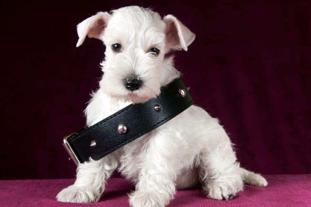 Do pheromone collars really work for dogs? Possible Side Effects