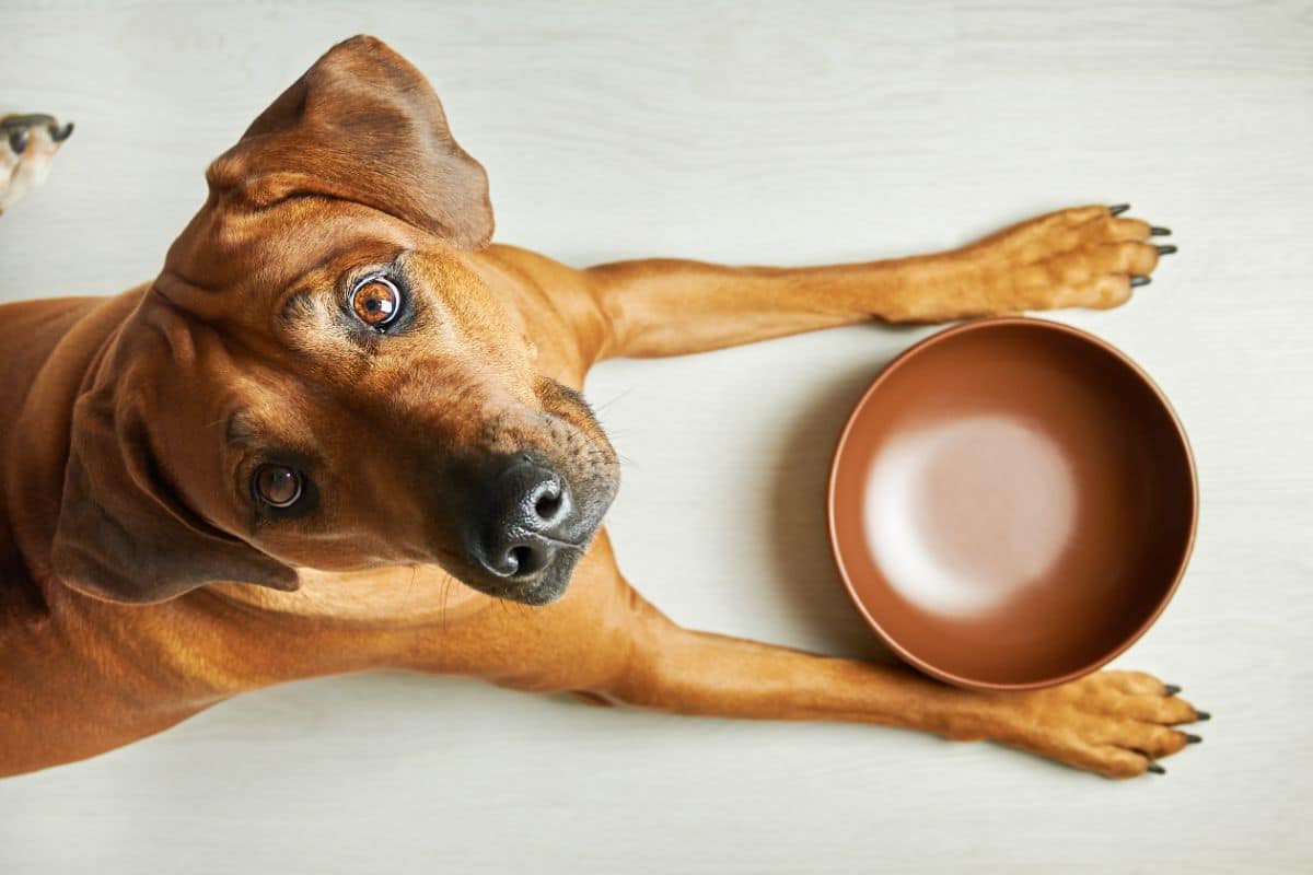 Free Feeding Vs Scheduled Feeding: Which Is Best For Dogs? cover