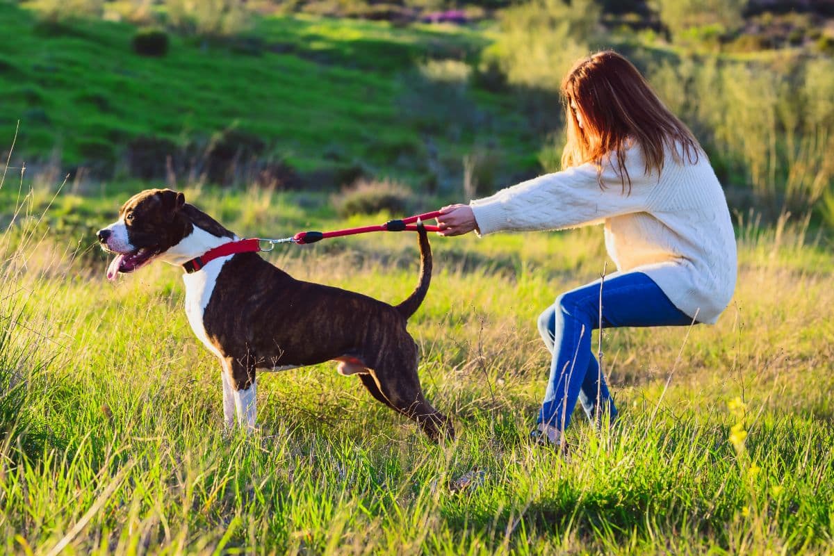 How A Double-Ended Leash Can Stop Your Dog From Pulling