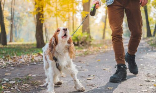 How A Double-Ended Leash Can Stop Your Dog From Pulling