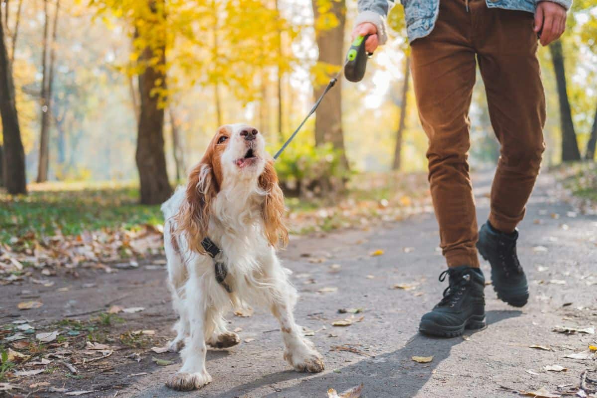 How A Double-Ended Leash Can Stop Your Dog From Pulling cover