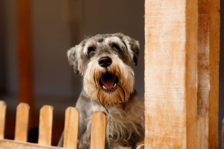 How To Deal With Attention Seeking Barking (And How To Notice It)