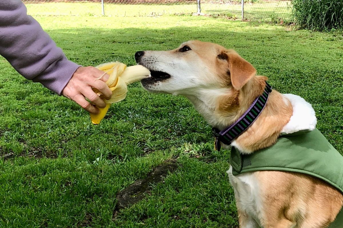 Can Dogs Eat Bananas