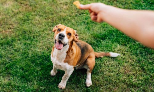 How To Prevent A Dog From Eating Everything Outside