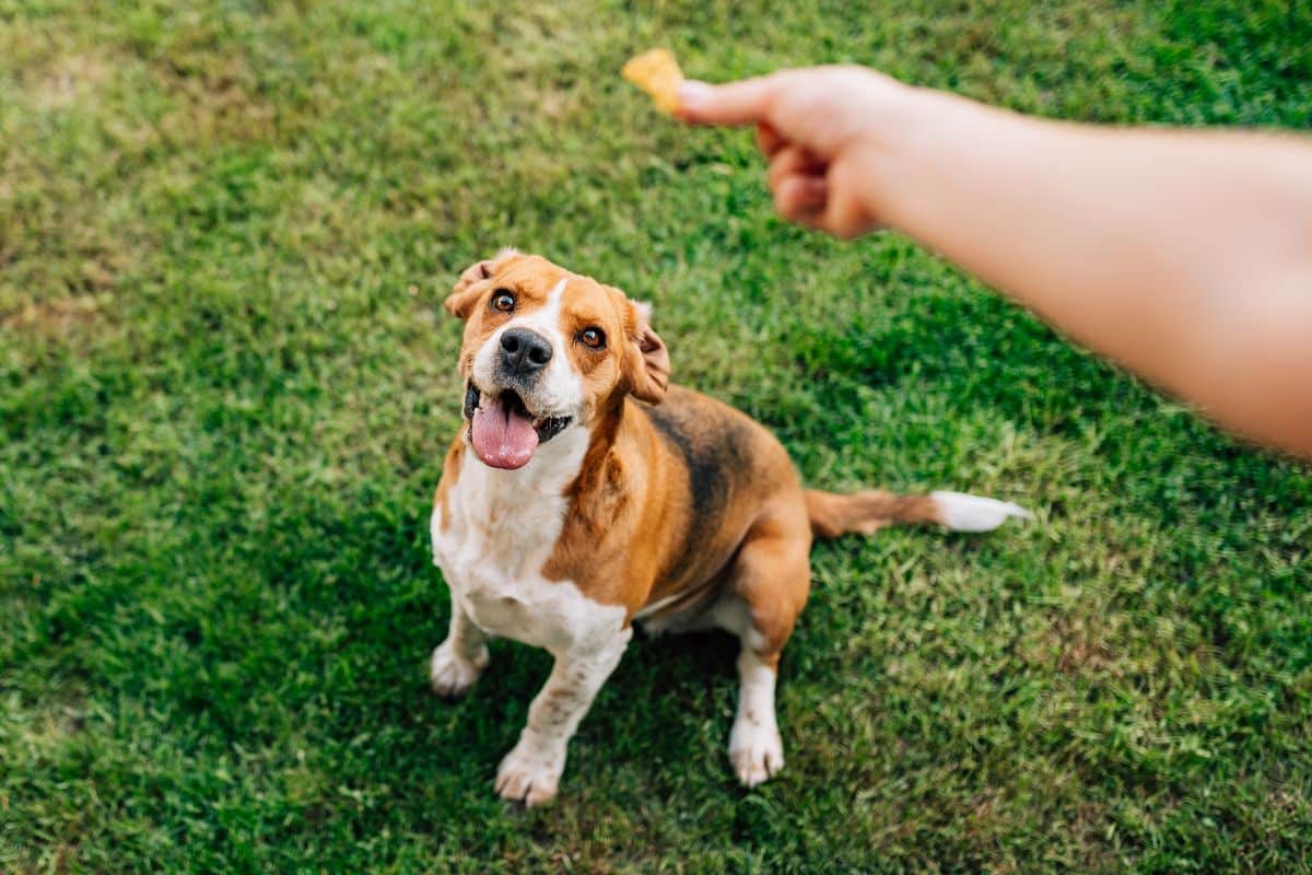 How To Prevent A Dog From Eating Everything Outside cover