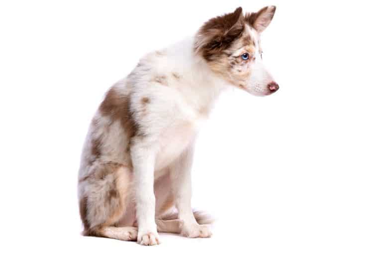 What's a double merle dog? Difference B/W Merle & Double Merle
