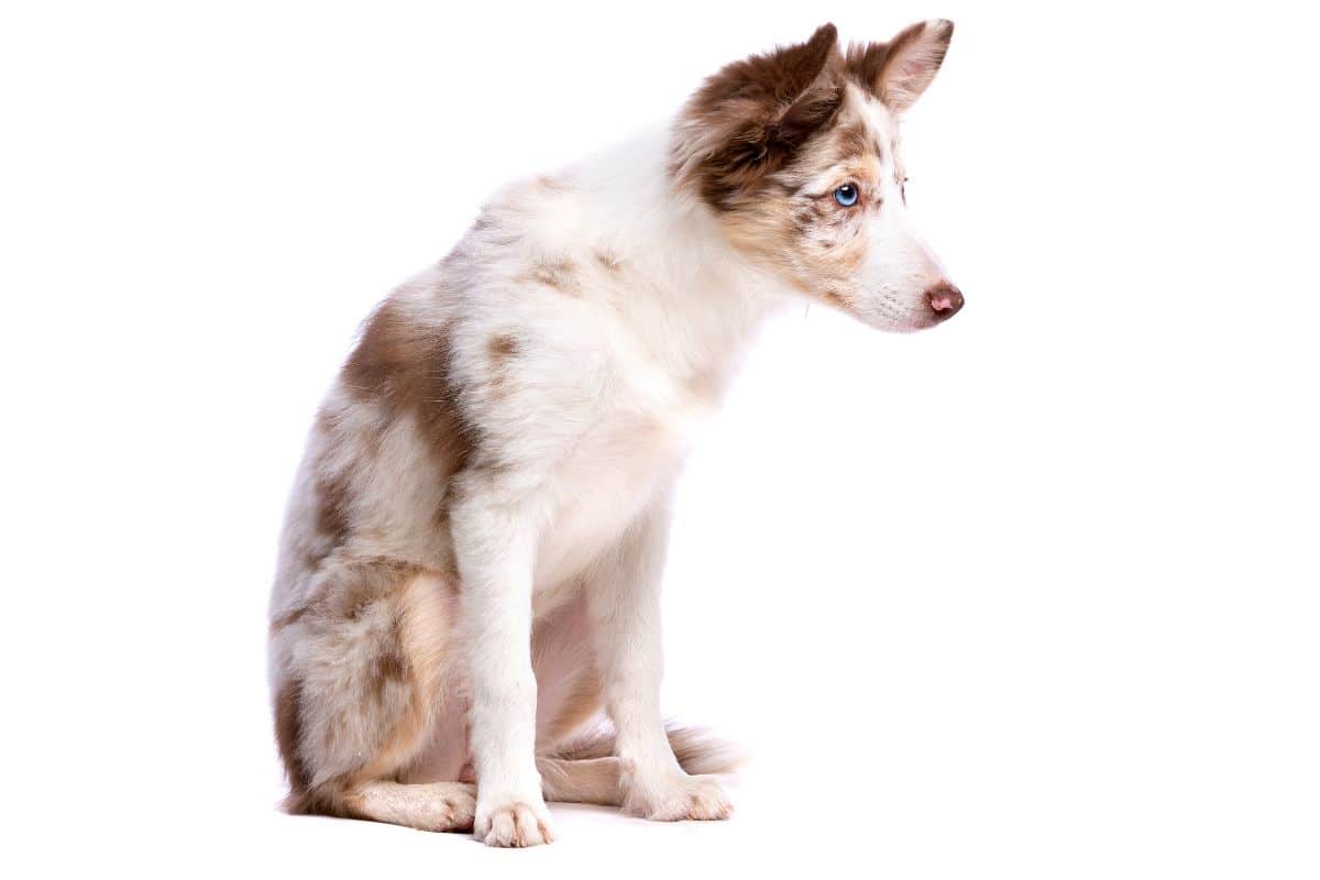 What Are Double Merle Dogs