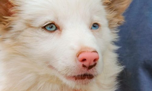 What Are Double Merle Dogs