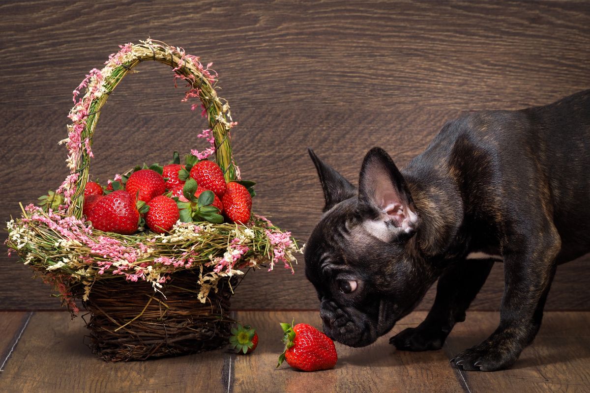 Can Dogs Eat Strawberries