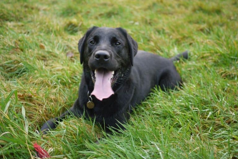 Why is my dog's black coat turning red? Discolouration Solutions