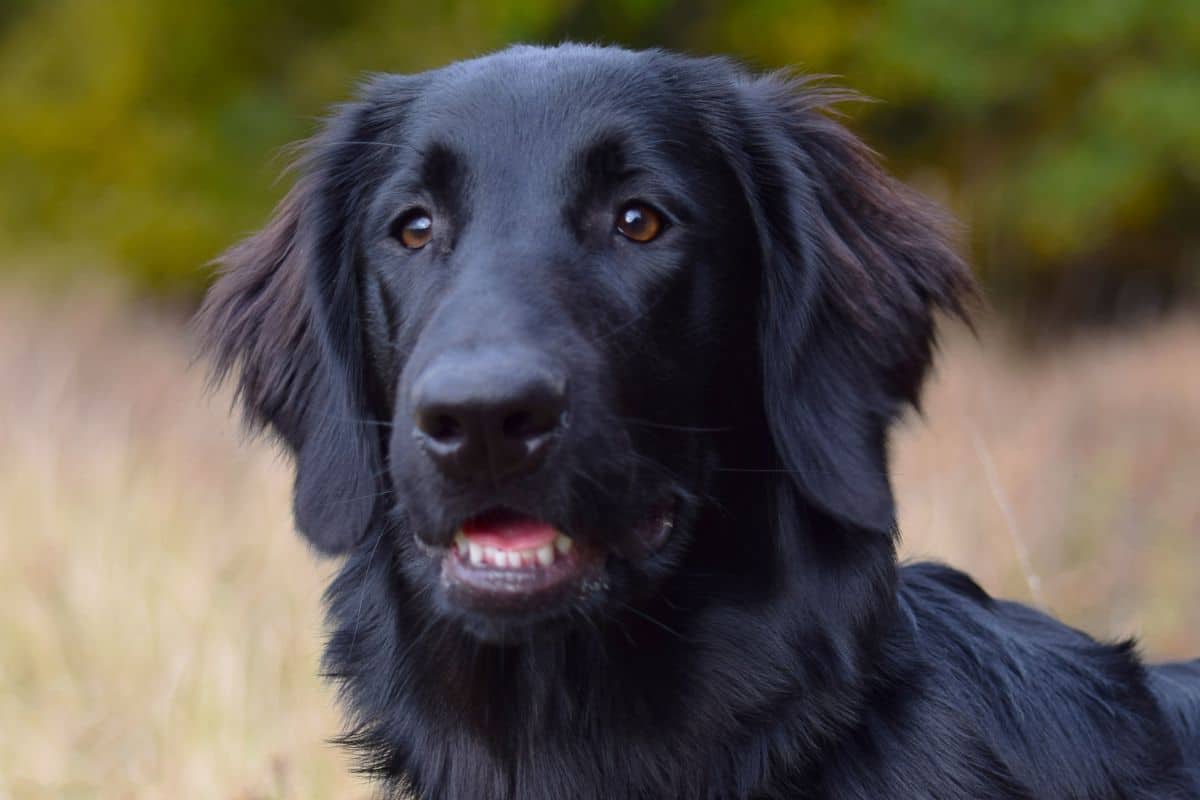 Why Does The Black Coat Of My Dog Turn Red? cover