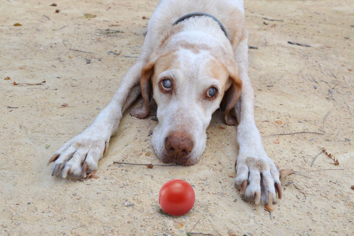 how to care for a blind dog