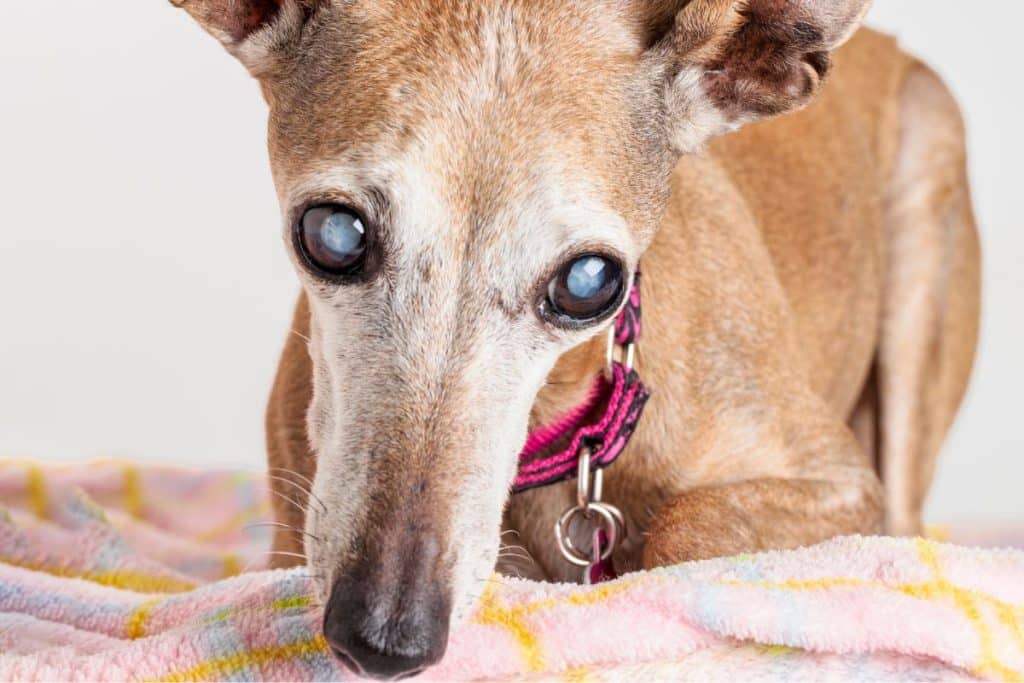 How to take care of a blind dog? Everything You Must Know