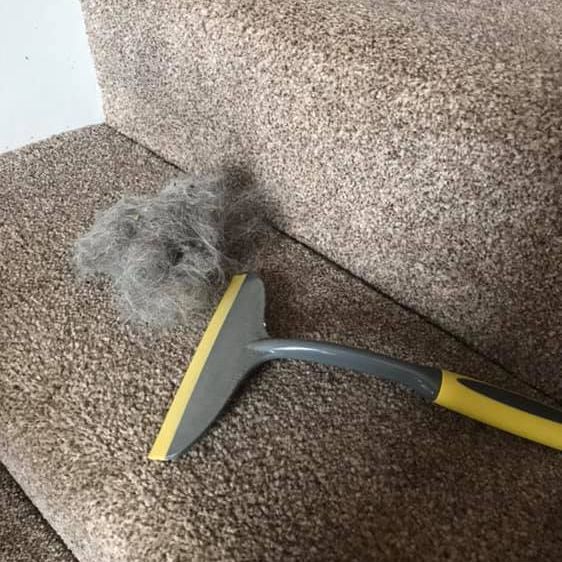 How to remove dog hair off carpet?