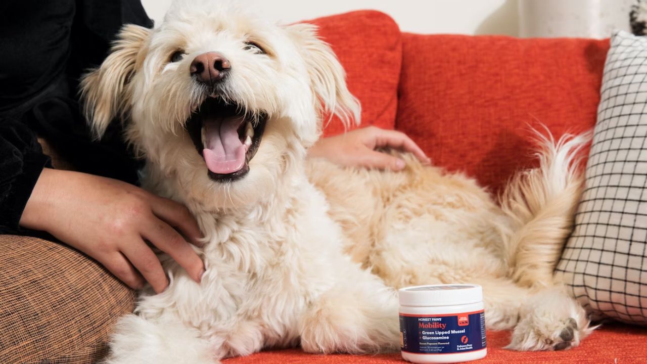 Best 5 Dog Painkillers Used by Vets in UK (2023)