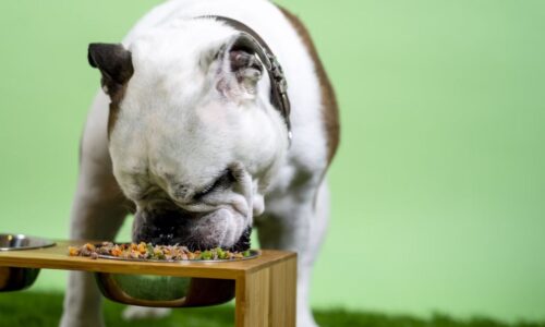 top 10 dog friendly restaurants in london