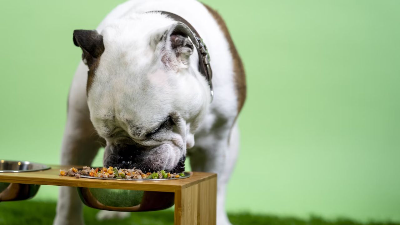 Top 10 Dog-Friendly Restaurants & Pubs in London cover