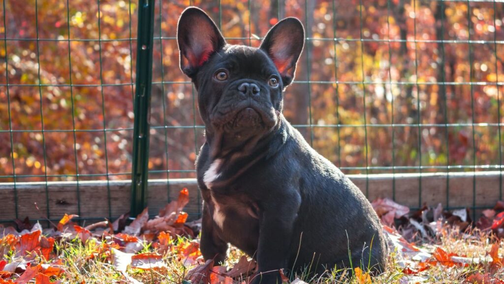 dog fence in the garden