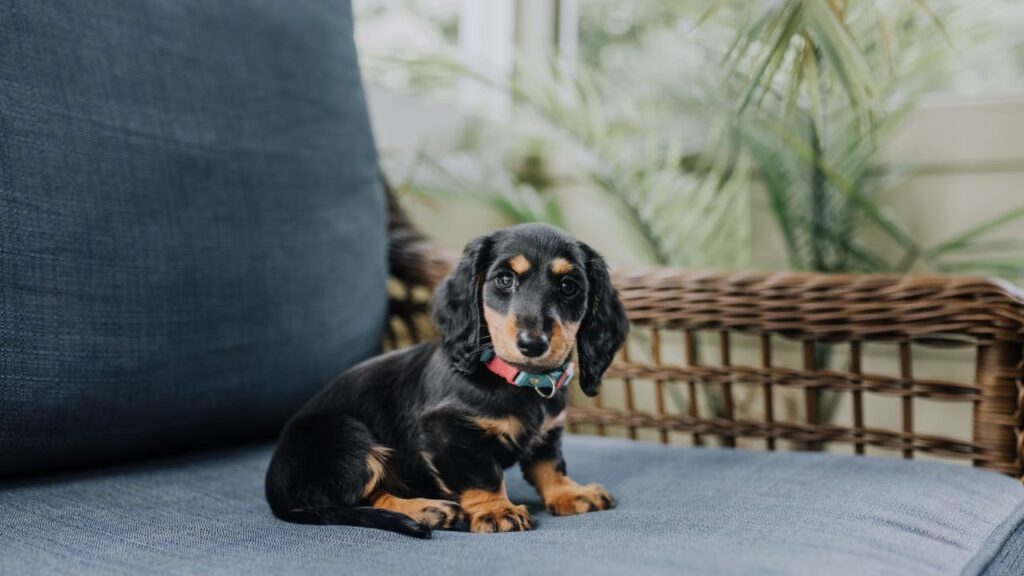 beagle sitting on a couch