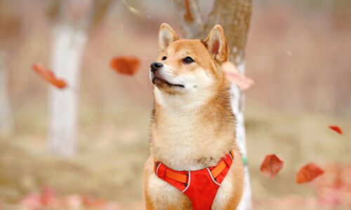 shiba inu puppy for sale in uk