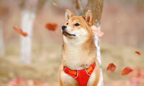 shiba inu puppy for sale in uk