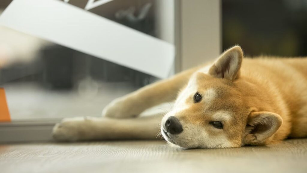 shiba inu resting