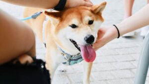 Why is My Shiba Inu Shedding So Much?