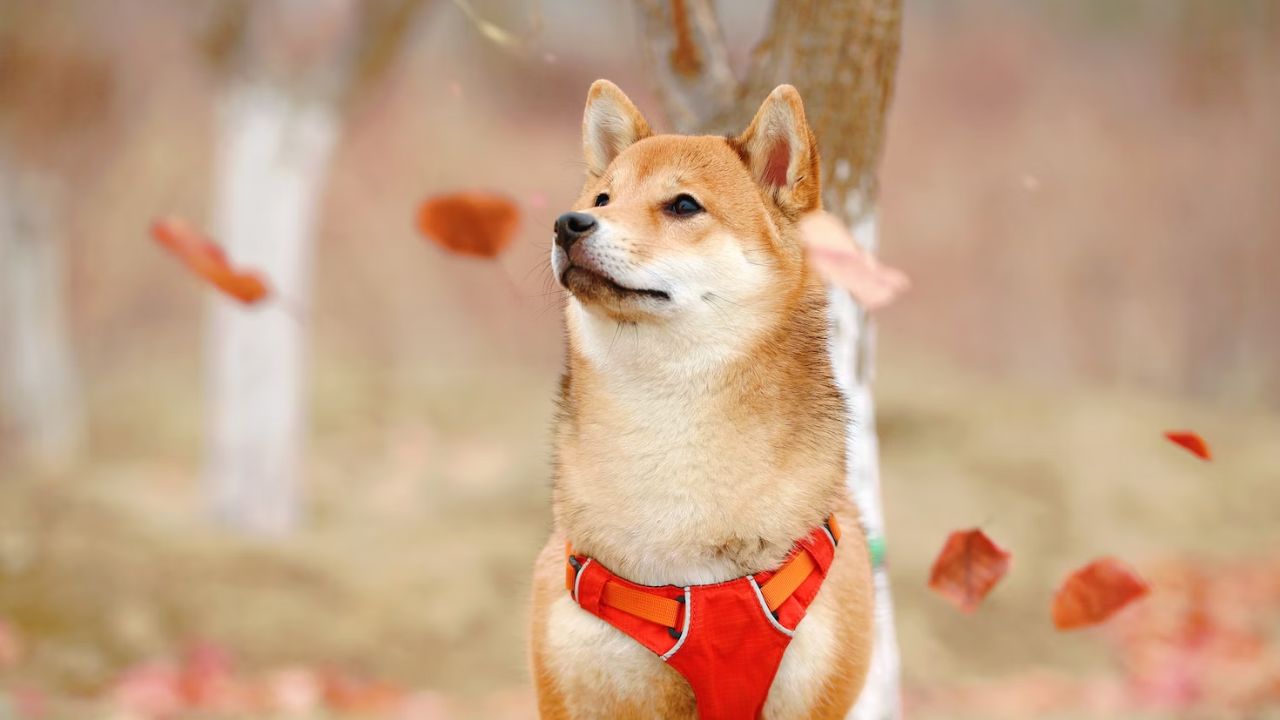 Shiba Inu Puppy in UK: Temperament, Lifespan, Grooming & Training cover